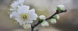 胎元命宮對八字的作用 什麼胎元好命