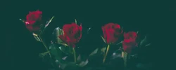 紅豔出現不同四柱什麼意思